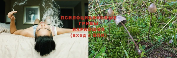 стаф Богородицк